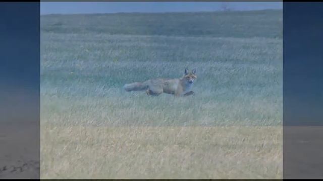 Степь, да степь кругом смотреть онлайн