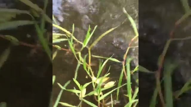 Супер рыба,супер жерех,микроджиг,блэкхолл,фанатик) смотреть онлайн