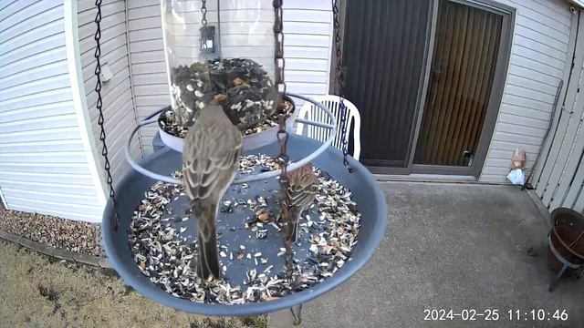 2024/02/25 - Two separate House Finch couples enjoying time at the feeder while filling up смотреть онлайн