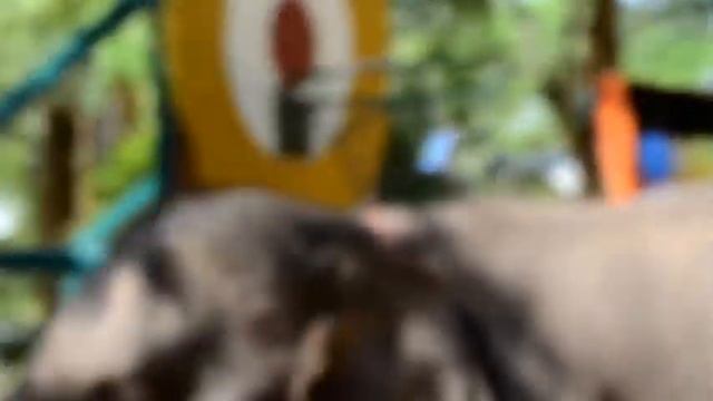 Тайланд Часть 1 Экскурсии в Паттайе смотреть онлайн