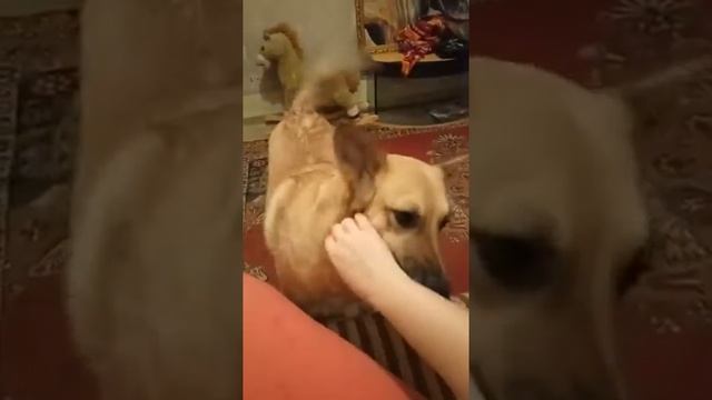 Ловит мячик смотреть онлайн