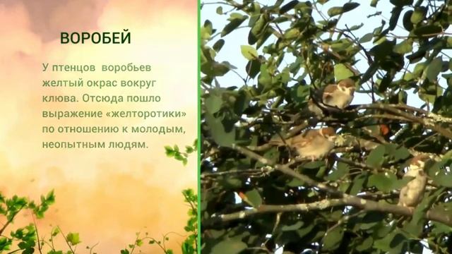 О воробьях смотреть онлайн