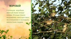 О воробьях