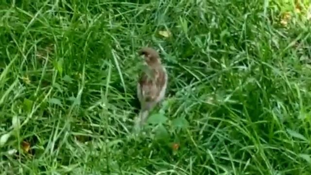ВОРОБЕЙ В ТРАВЕ смотреть онлайн