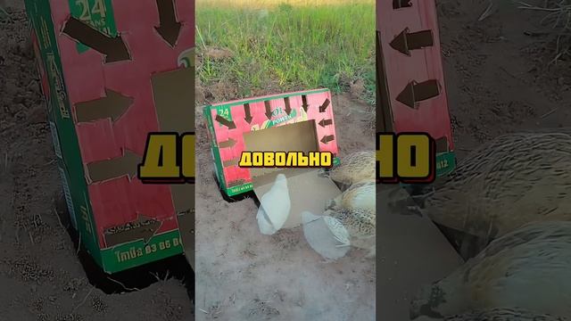 Простая кормушка для ловли птенцов 😌 #новости #жизнь