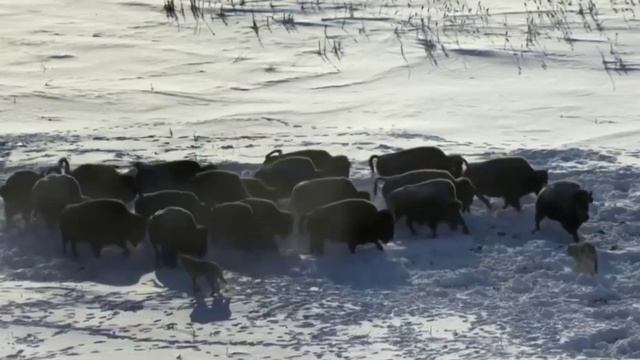 Охота волков на бизонов