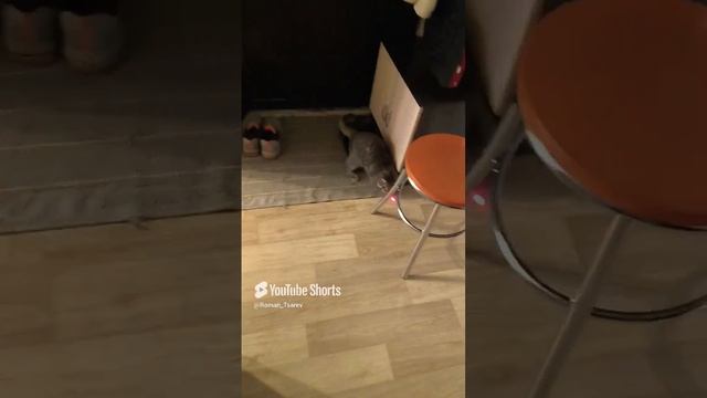 КВАРТИРНЫЕ ГОНКИ НАЧАЛИСЬ 😱 #shorts смотреть онлайн