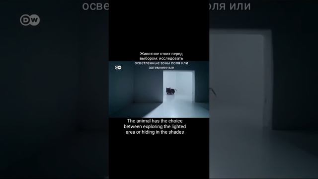 Как еда влияет на мозг! The Impact Of Diet On Brain!