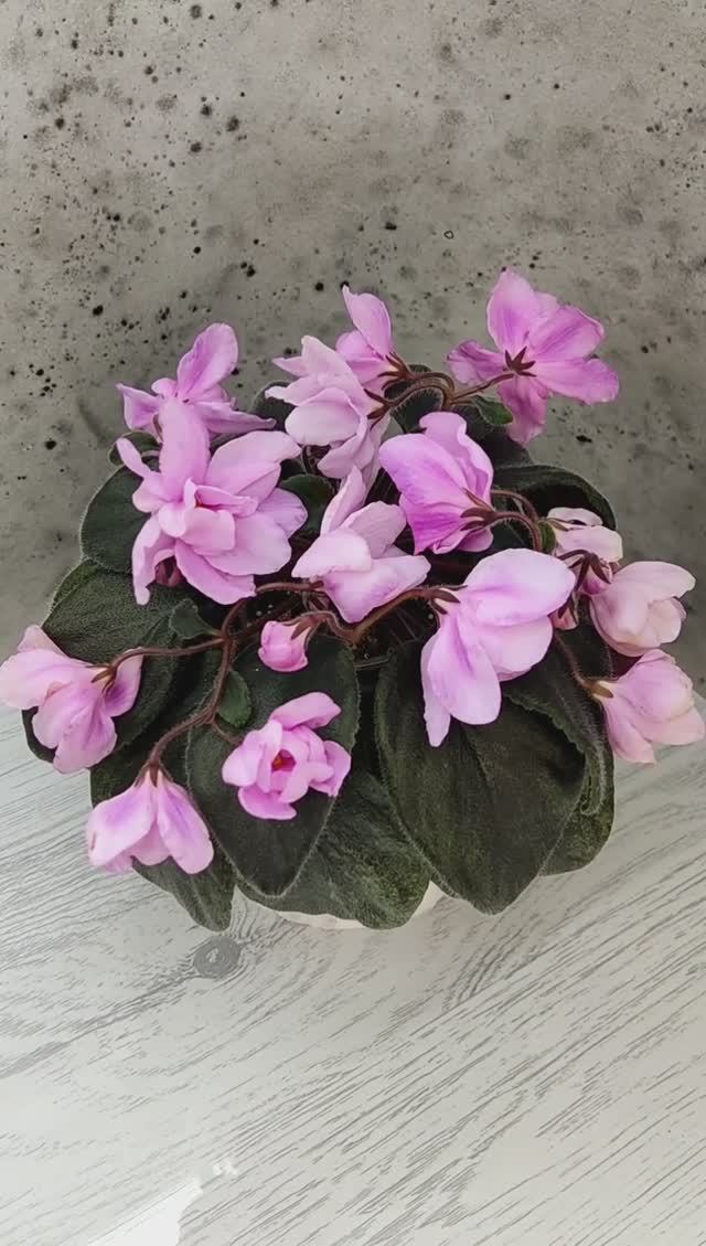 Фиалка Pink Tulip Gold