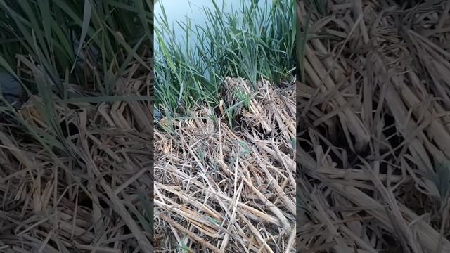 Поймали на дальний заброс поплавок. Черепаху на червя с чесноком. 18+ смотреть онлайн