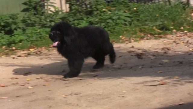 Sent Djons Tiffany смотреть онлайн