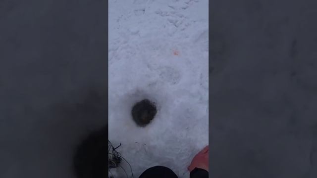 часть 4 Я в шоке от того что поймал на жерлицу смотреть онлайн