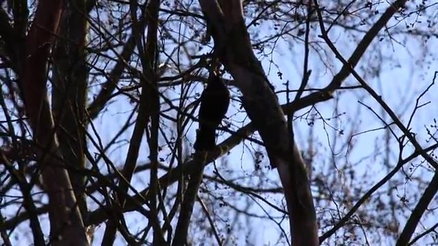 QMG 1371 чёрный дрозд