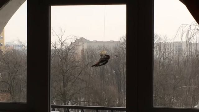 Дятел кушает сало смотреть онлайн