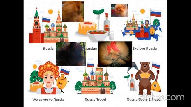 Российские цвергшпицы смотреть онлайн