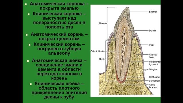 Зубы. Общий план строения смотреть онлайн
