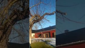 Обрезка плодовых деревьев в феврале.