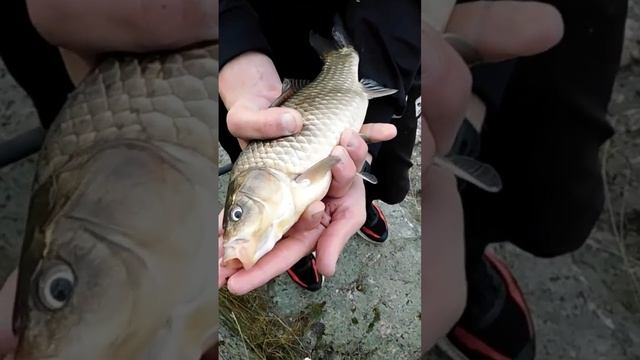 Ловля крупного карася Запорожье р.Днепр смотреть онлайн
