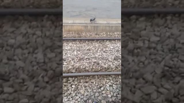 ворона клюёт бумагу