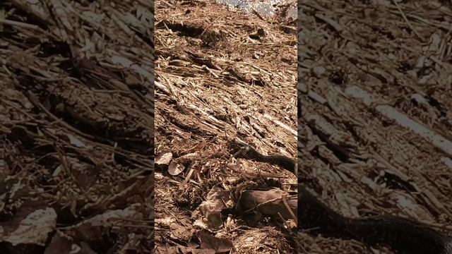 змея поймала лягушку и ест. смотреть онлайн