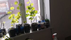 кисточки на черенках винограда