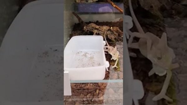 Как кушает хамелеон