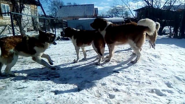 МС, Калязин смотреть онлайн