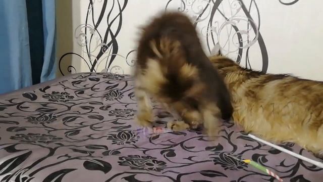 Черная мраморная девочка котёнок Мейн-кун 2,5 мес смотреть онлайн