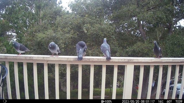 Bird Cam 63 5/20/23 смотреть онлайн