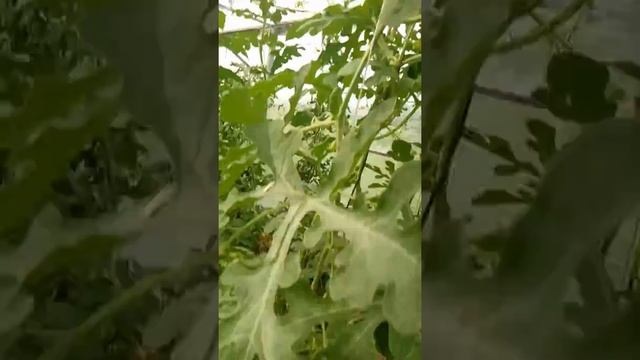 Привитые арбузы. 2018г. Тульская область. 24 июня. смотреть онлайн