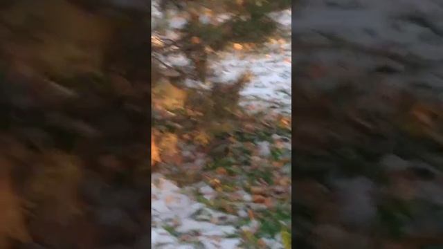 Заяц в городе смотреть онлайн