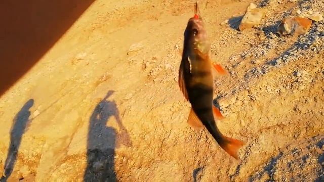РЫБАЛКА НА ВОДОХРАНИЛИЩЕ КОСТЁР ПРИРОДА УЛОВ смотреть онлайн