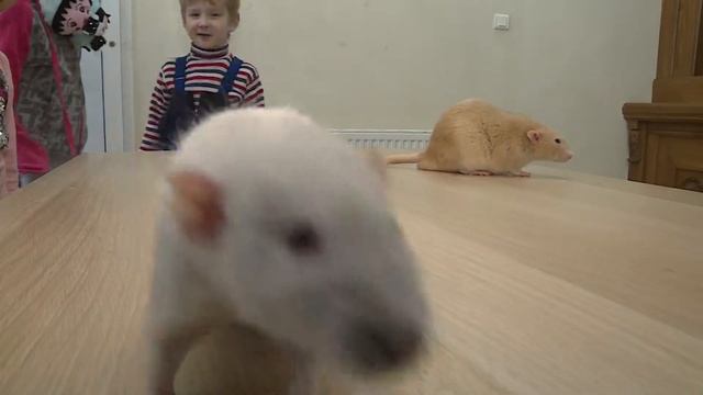 Казанцы увидели крысиный показ мод