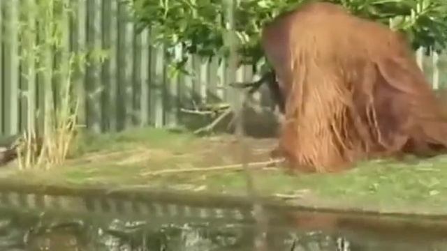 Выдры против орангутана 🦧 смотреть онлайн