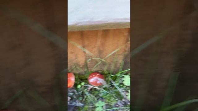 Маслята на даче🙃 смотреть онлайн