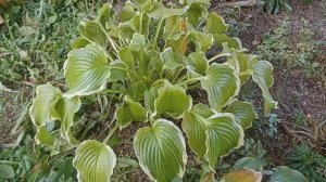 Хосты в октябре 2024, Подмосковье