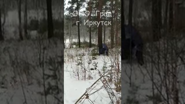Спил деревьев смотреть онлайн