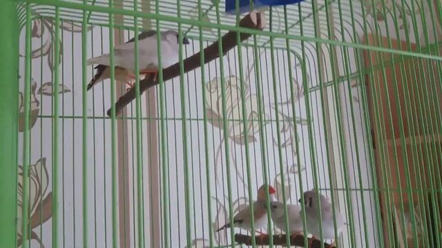 Птенцы зебровых амадин