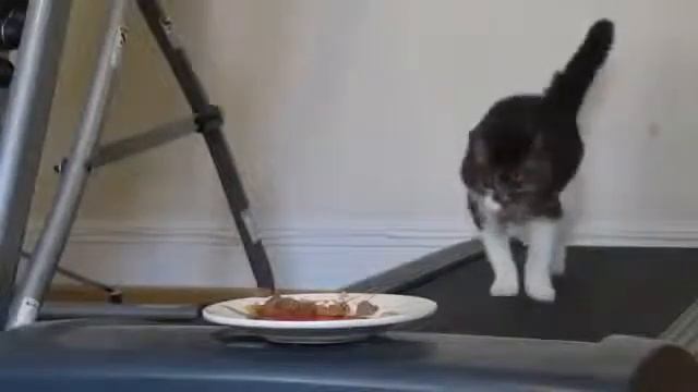 У вас жирный кот Есть решение смотреть онлайн