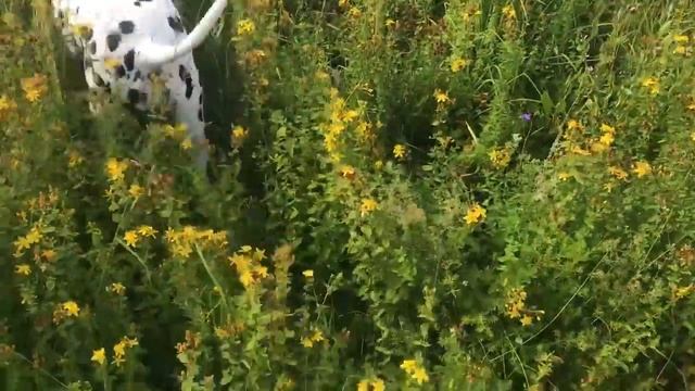 Зверобой смотреть онлайн