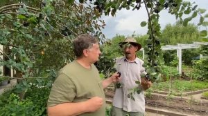 Крупноплодная ирга многим понравится!