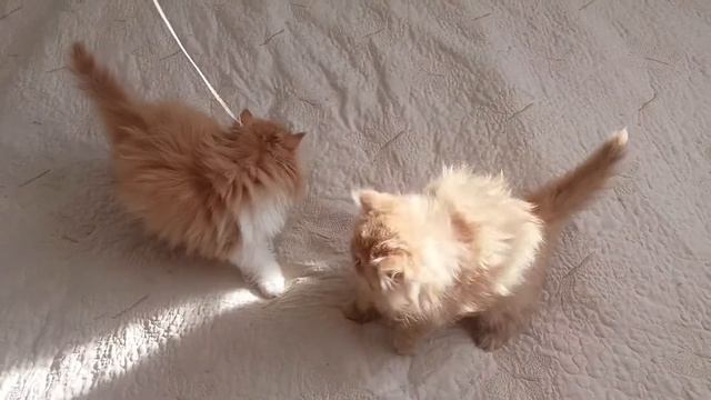 Персидские котята после вакцинации. смотреть онлайн
