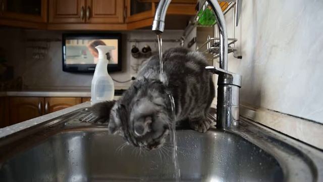 кот любит воду смотреть онлайн