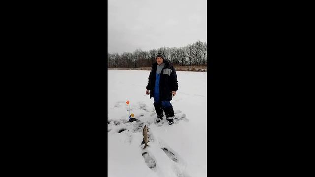 Еле вытянули этого монстра, смыло льдину на которой стояли жерлицы смотреть онлайн
