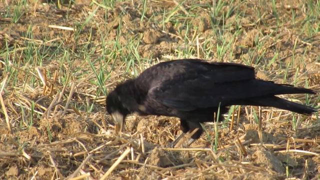 Krähe gegen Walnuss смотреть онлайн