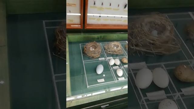 Краеведческий музей г.Тула. 10.08.21г.