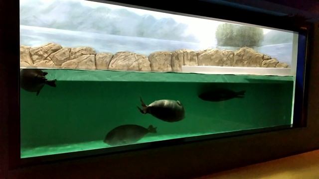 Морские пончики смотреть онлайн