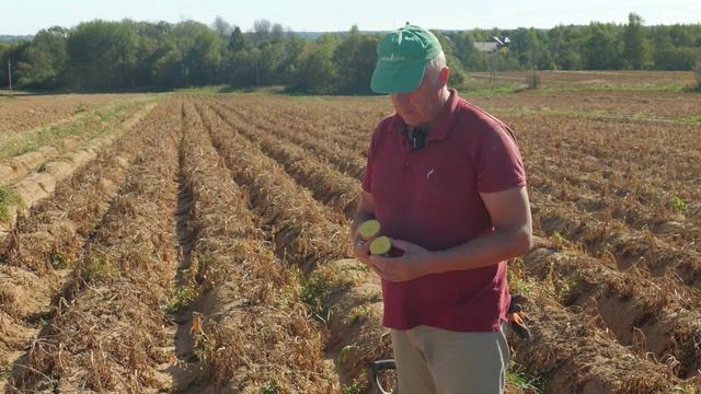 DokaGene (ДГТ). САРМАТ - новый сорт картофеля собственной селекции смотреть онлайн