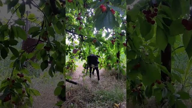 Собака которая питается черешней с дерева смотреть онлайн
