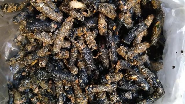 ручейника наживка